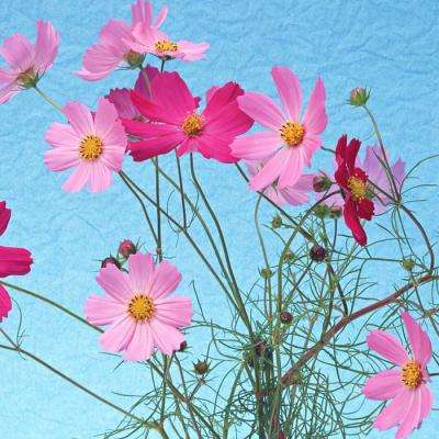 加拿大pc试玩平台截图